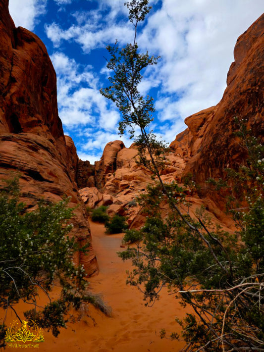 Valley of Fire - Mouse's Tank