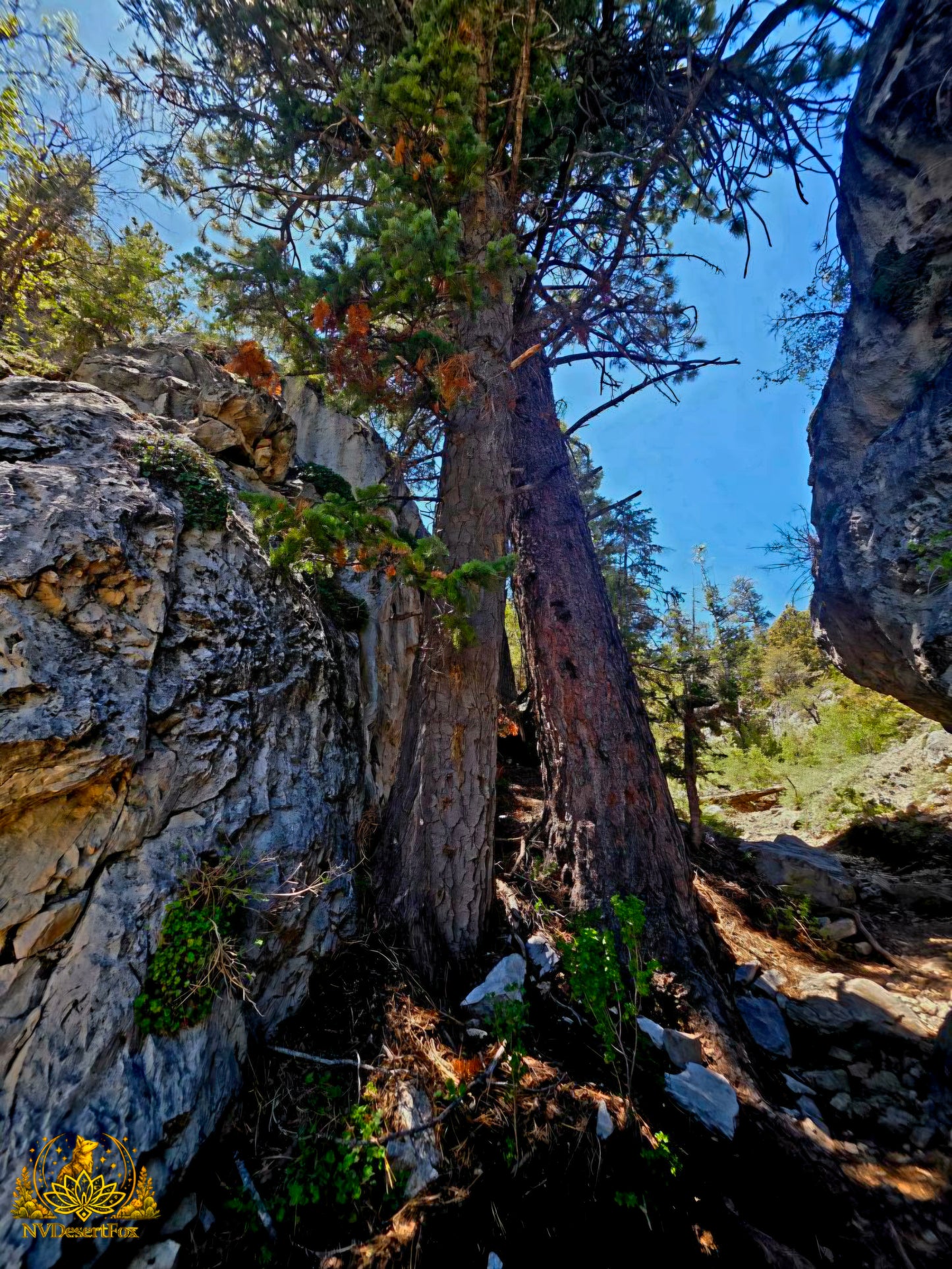 MT Charleston-Wild Horse Canyon TH