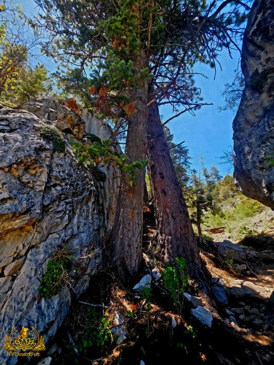 MT Charleston-Wild Horse Canyon TH